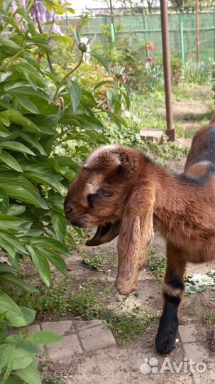 Англо нубийские козлята