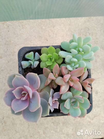 Микс суккуленты