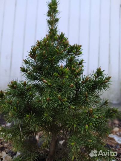 Туя, можжевельник, коника