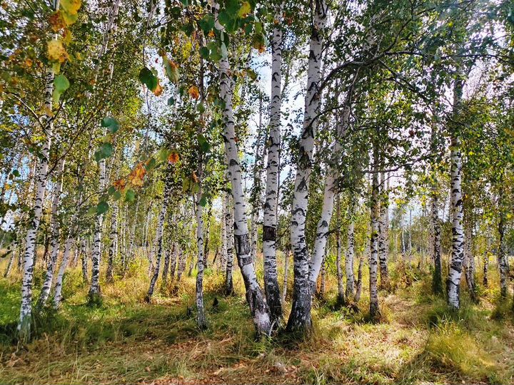 Участок 47,5 га (СНТ, ДНП)