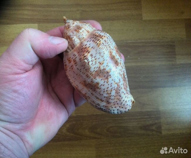 Морская раковина Voluta laponica 109 мм