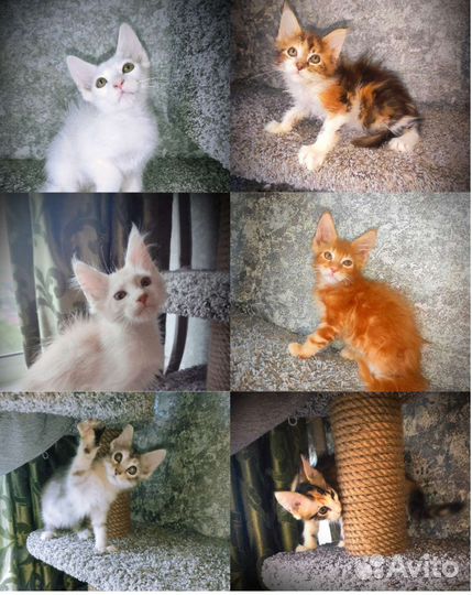 Котята мейн-кун