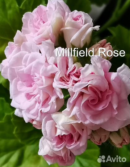 Пеларгония Achievement, Denise и др