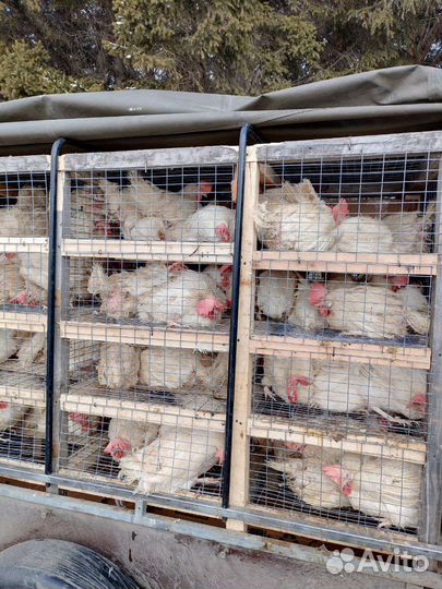 Куры несушки