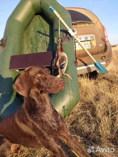 Курцхаар кобель вязка