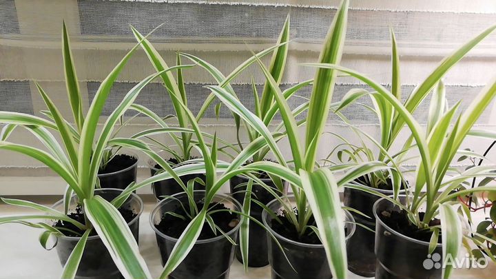 Цветы комнатные Хлорофитум хохлатый