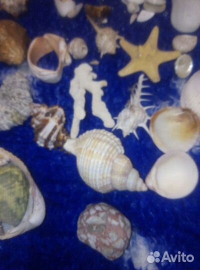 Ракушки морские