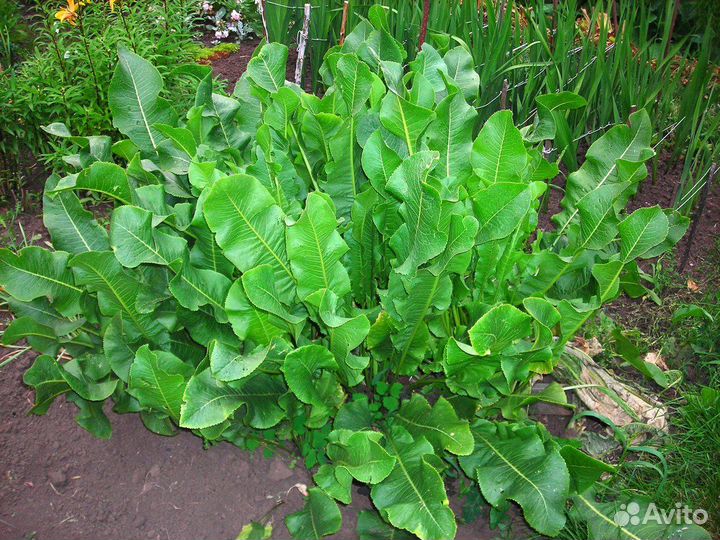 Многолетний лук