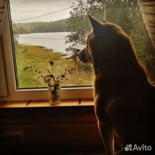 Кобель сиба (шиба) -ину для вязки