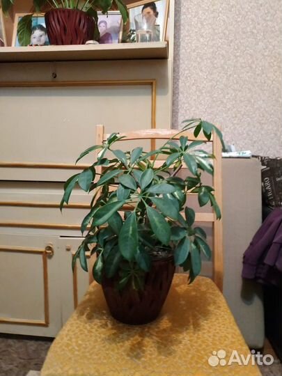 Комнатные цветы