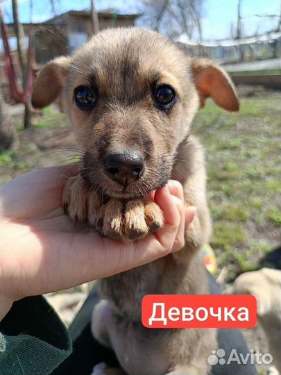 Собака в добрые руки отдам бесплатно