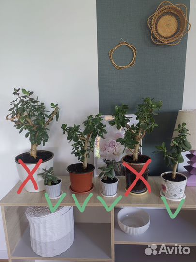 Толстянка денежное дерево с доставкой