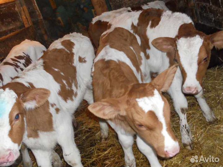 Бычки и телята