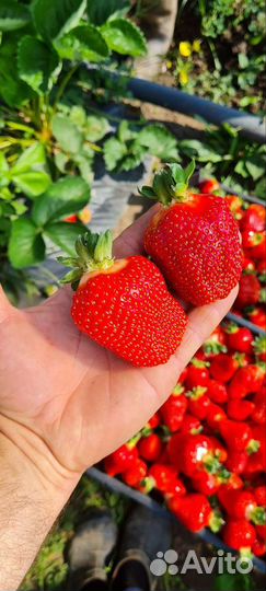 Продается рассада клубники