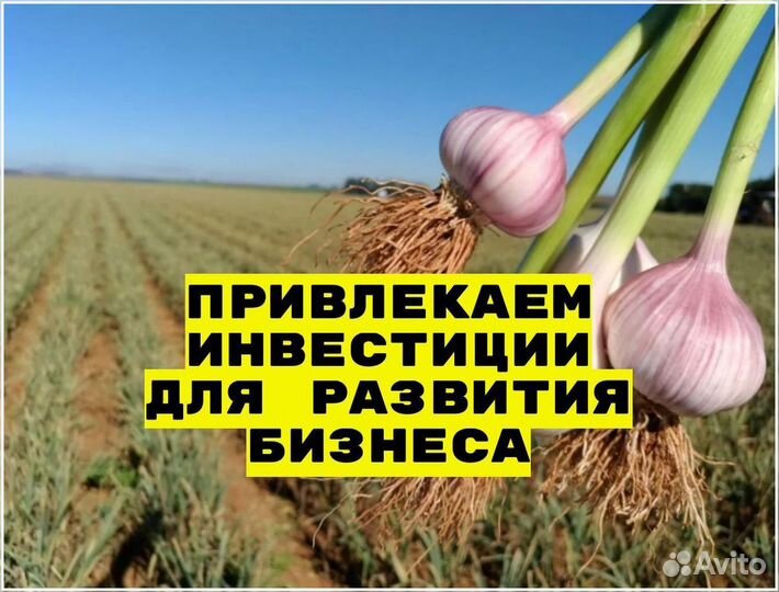 Привлекаю инвестиции для развития бизнеса