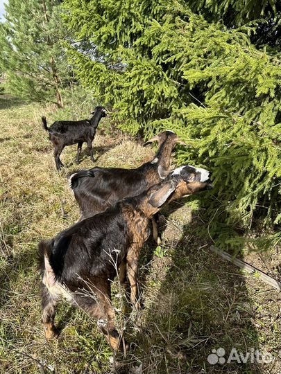 Нубийская 87,5% коза-первокотка/козлята