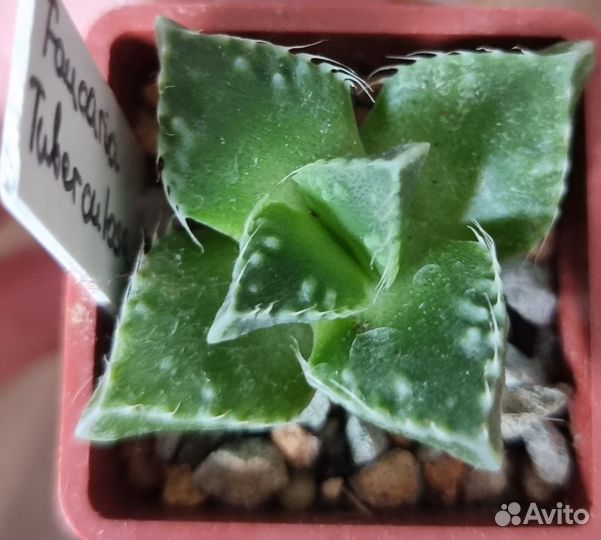 Суккуленты разные