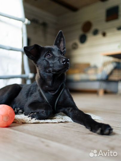 Черри - щенок-девочка в хорошие руки