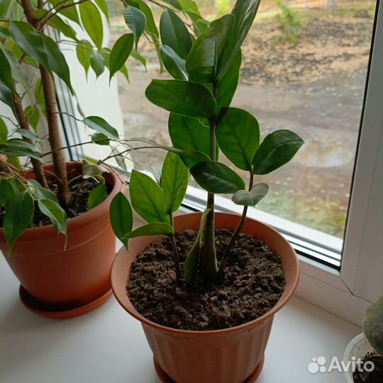 Замиокулькас