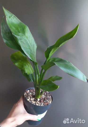 Стрелиция Николая