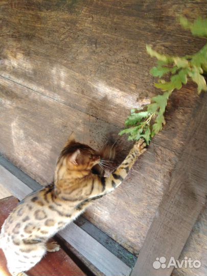 Бенгальские котята