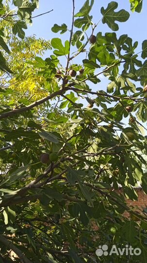 Продаю инжир