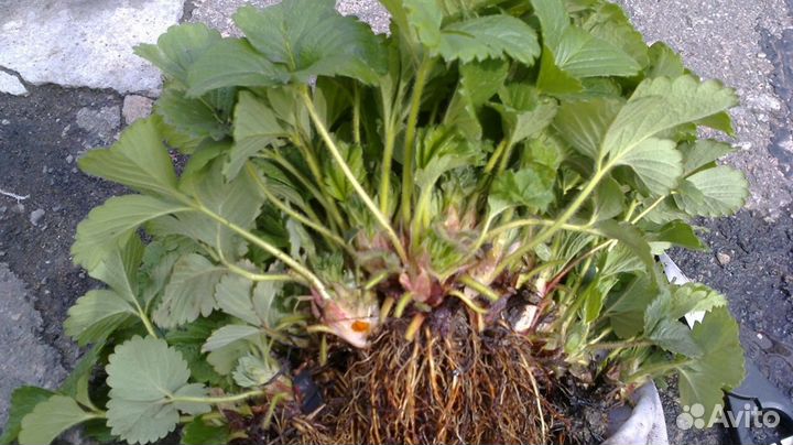 Рассада клубники Гигантелла