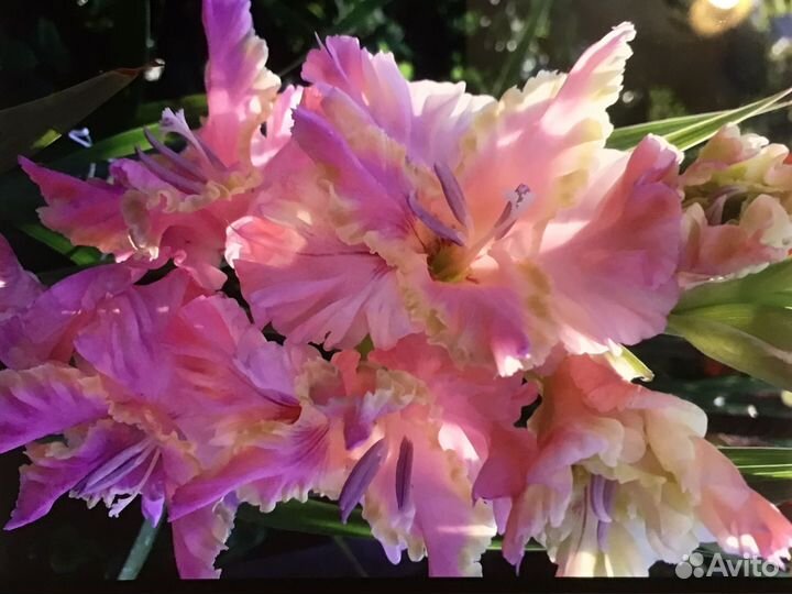 Гладиолусы луковицы