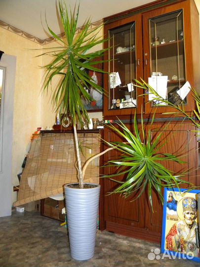 Драцена маргината 