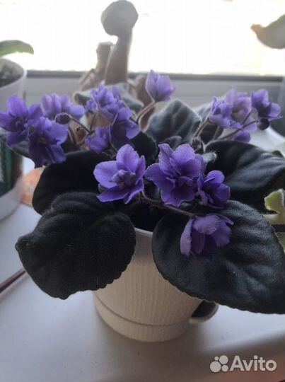 Комнатные цветы