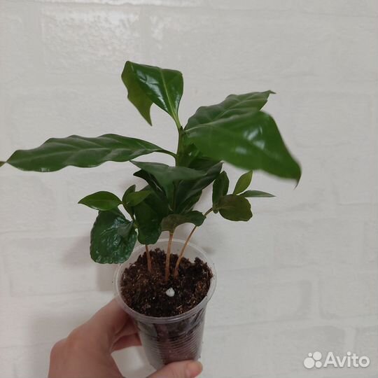 Кофейное дерево