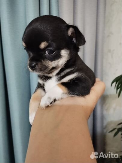 Щенки чихуахуа