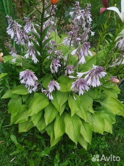 Хосты, многолетники