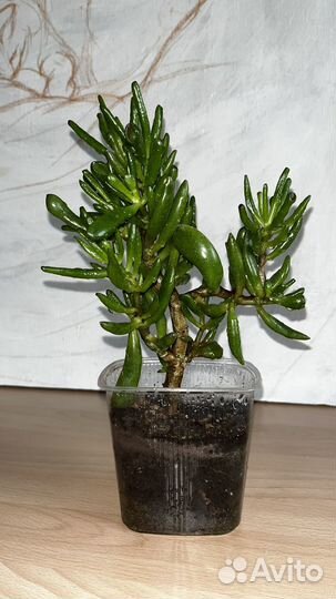 Толстянка Хоббит