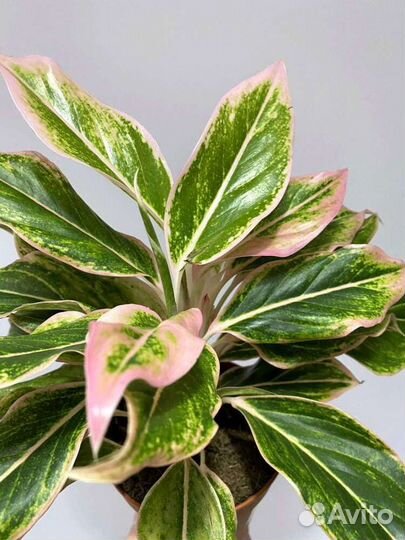 Аглаонема пинк аврора Pink aurora
