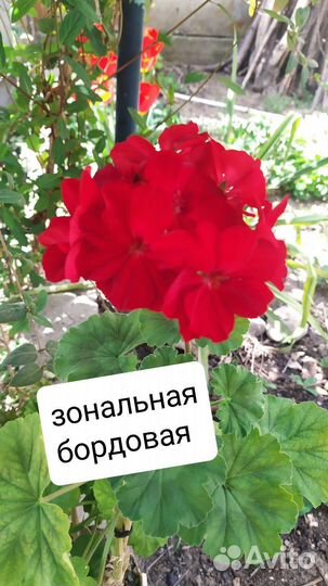 Пеларгония/герань,зональна, ампельная, королевская