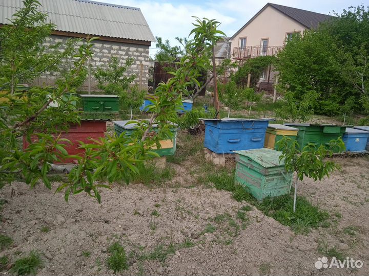 Пасека, пчелосемьи, улья