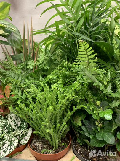 Комнатные растения, суккуленты