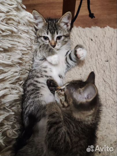 Котенок в дар бесплатно