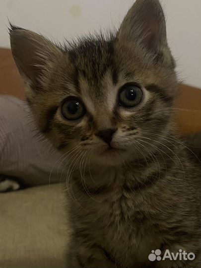 Котенок