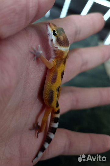 Эублефары кроссы Black Night, Blood, G-Pro Kross