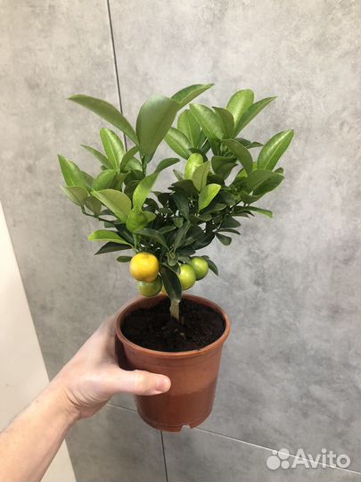 Дерево мандариновое