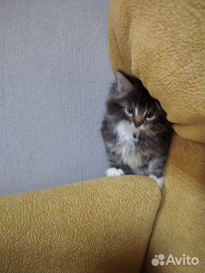 Котята девочки