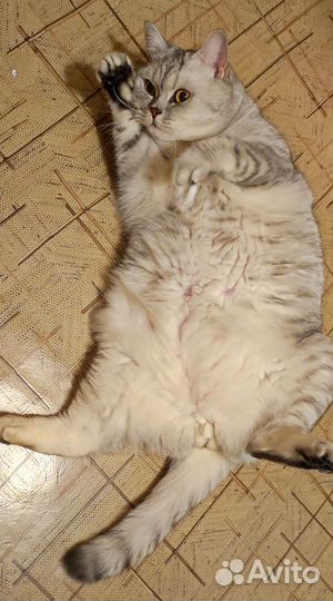 Скоттиш страйт