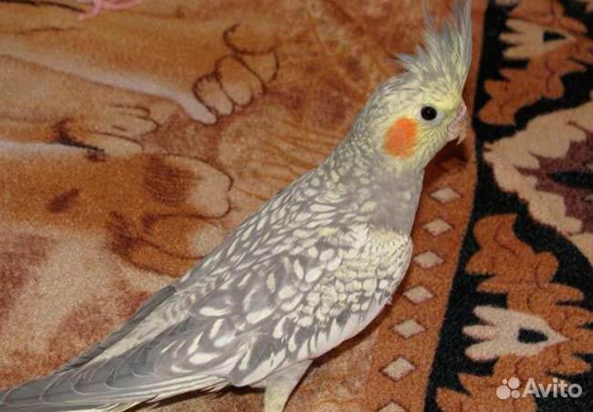 Продам птенца кореллу