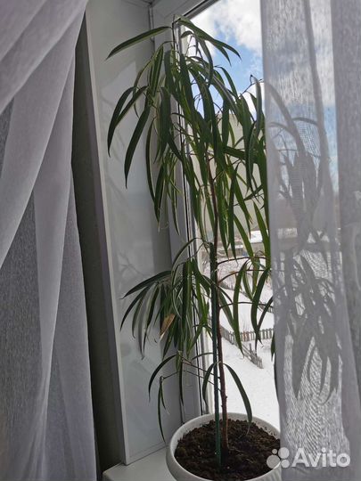 Фикус Биннендийка (Али)