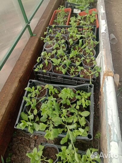 Рассада помидоров томатов