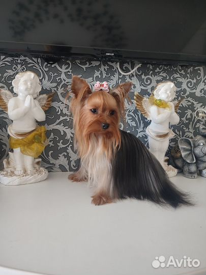 Йоркширский терьер мини