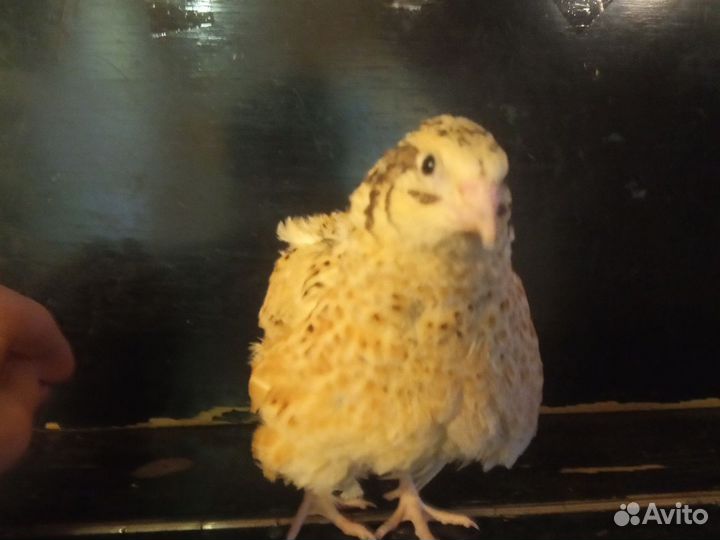 Перепела несушка