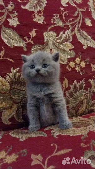 Кошечки и котики шотландские